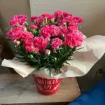 お花の就労継続支援B型事業所HFP茨木/利用者さん募集中／障害福祉サービス/見学体験受付